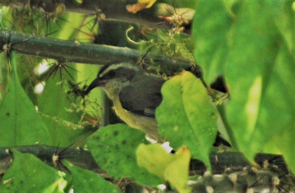 Bananaquit - ML645260736