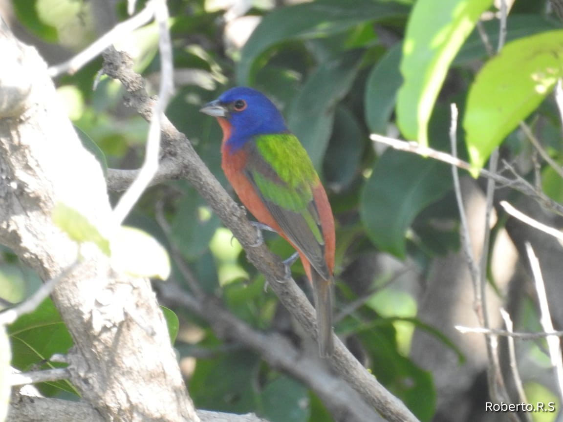 Painted Bunting - ML645260744