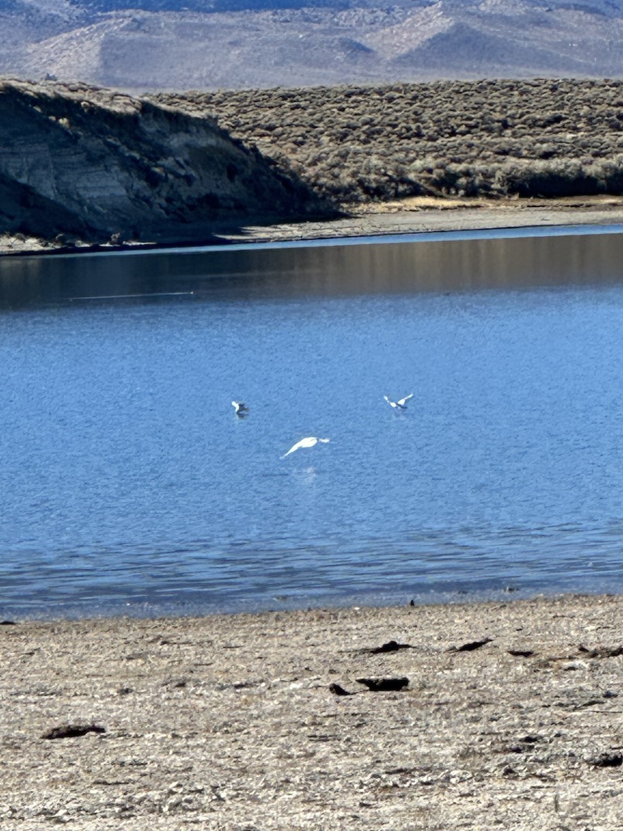 Bonaparte's Gull - ML645260747