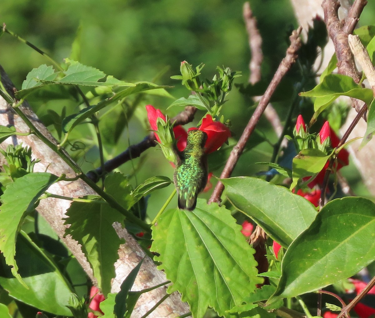 Colibri à gorge rubis - ML645260757