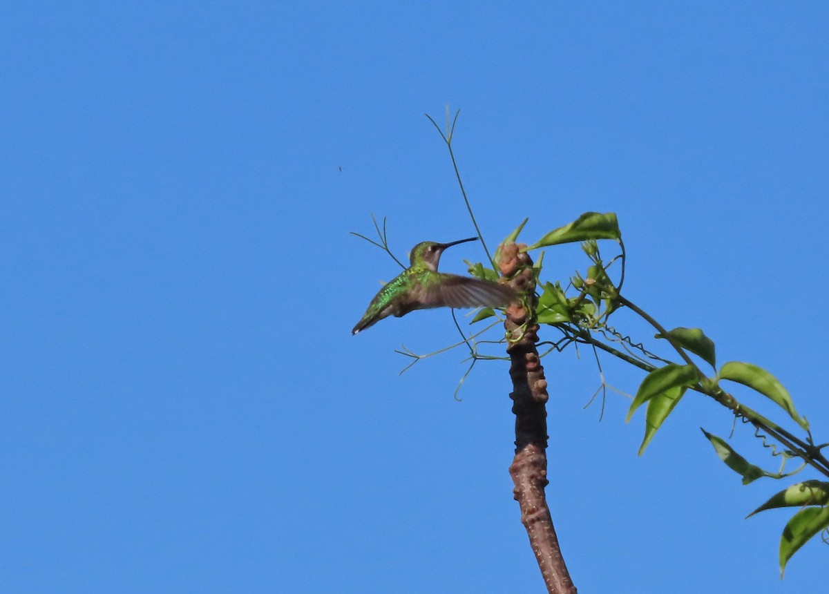 Colibri à gorge rubis - ML645260758