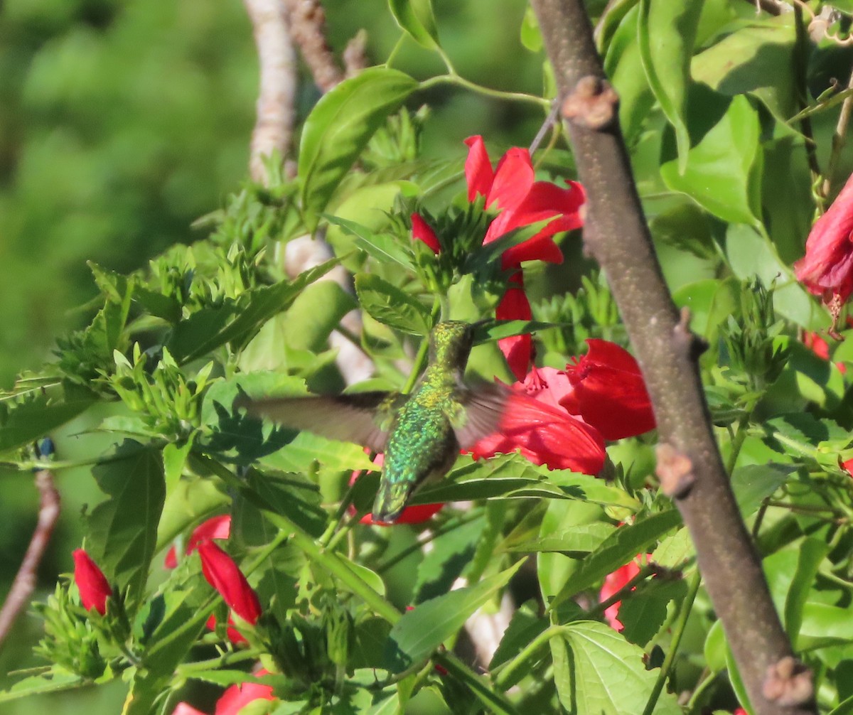 Colibri à gorge rubis - ML645260759