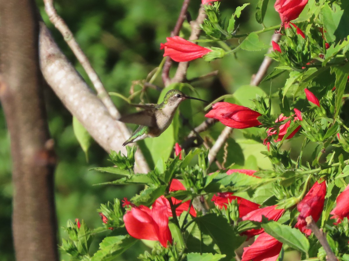 Colibri à gorge rubis - ML645260760