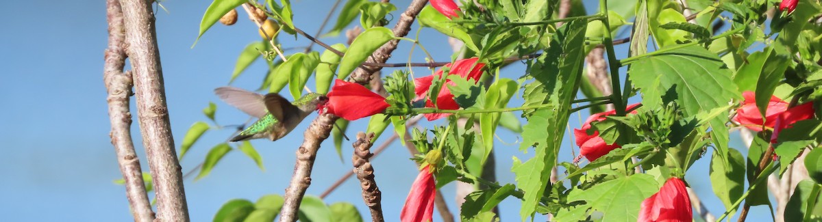 Colibri à gorge rubis - ML645260761