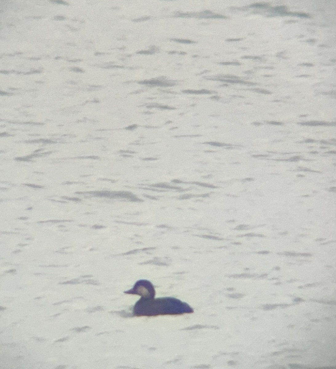 turpan žlutozobý - ML645260769