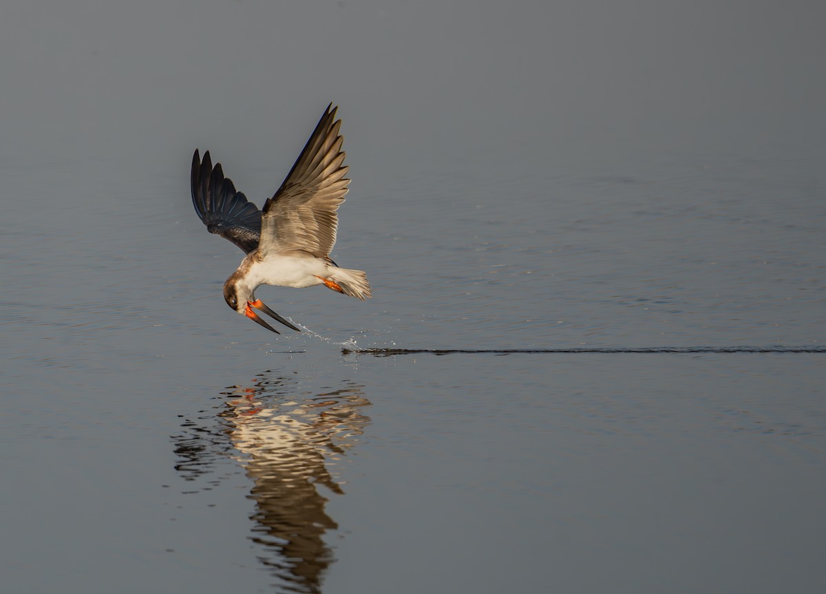 Black Skimmer - ML645260770