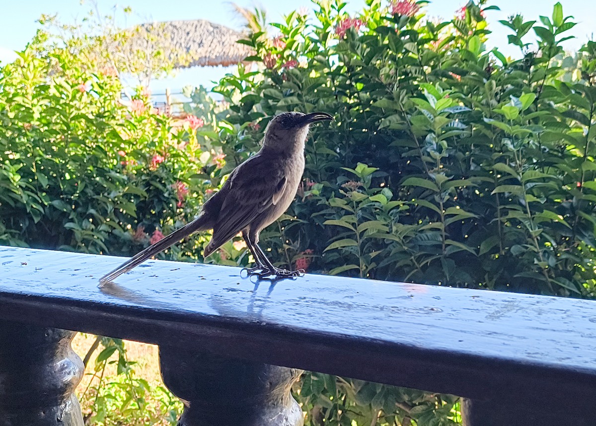 Tropikal Taklitçi [gilvus grubu] - ML645260774