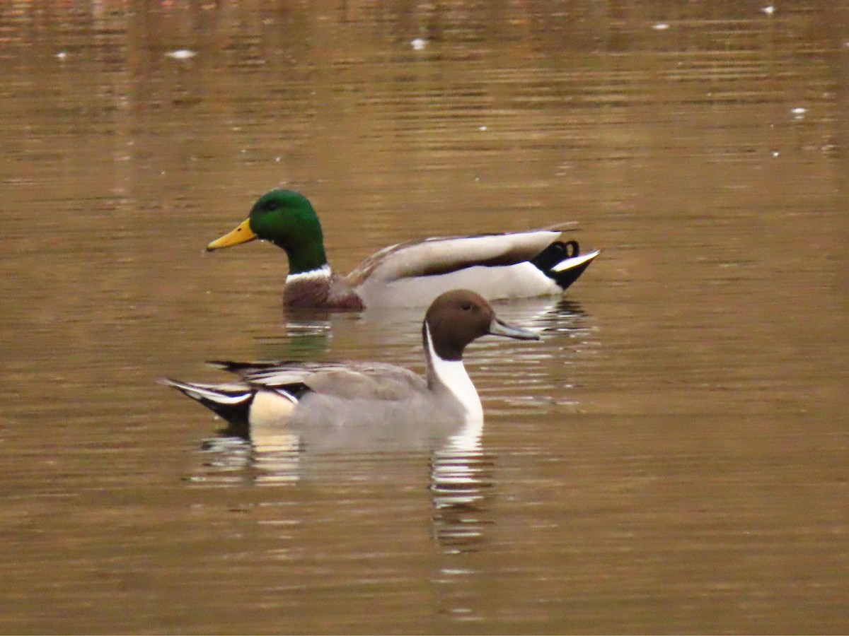 Northern Pintail - ML645260776