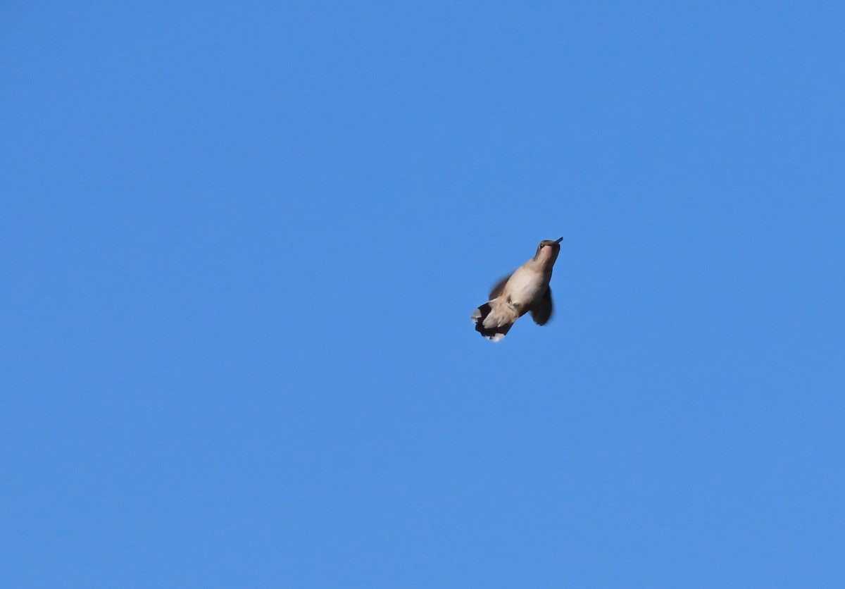 Colibri à gorge rubis - ML645260787