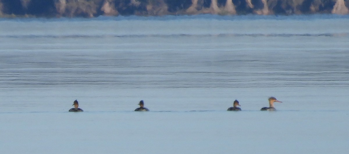 Serreta Mediana - ML645260793