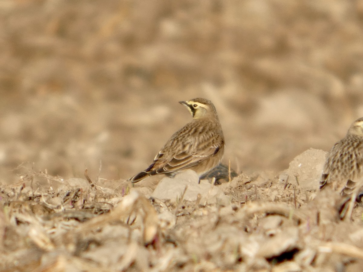 Horned Lark - ML645260796