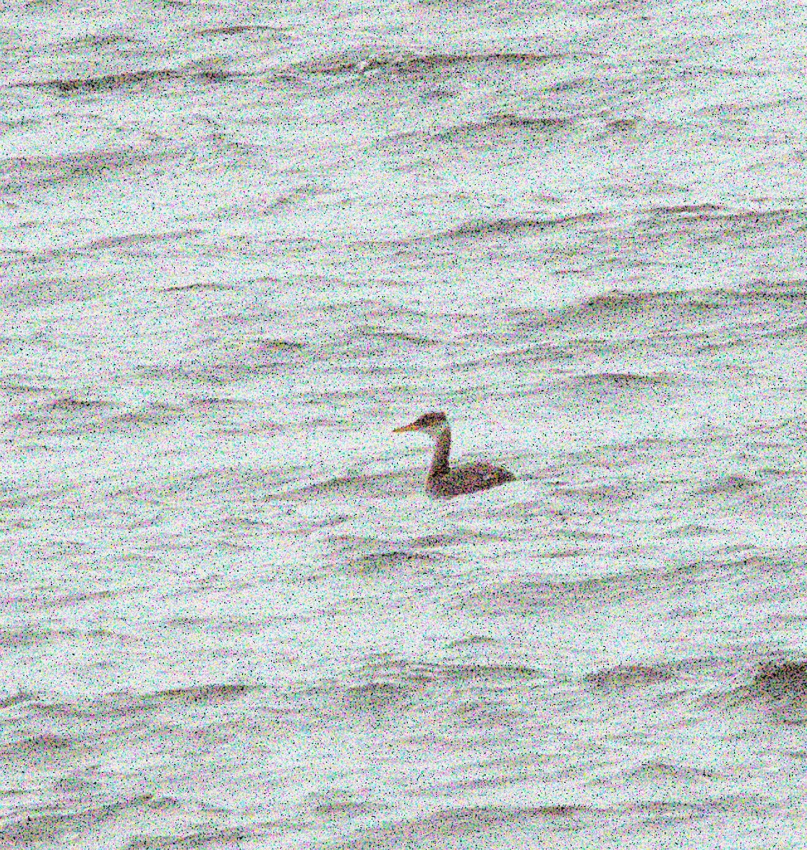 Red-necked Grebe - ML645260798
