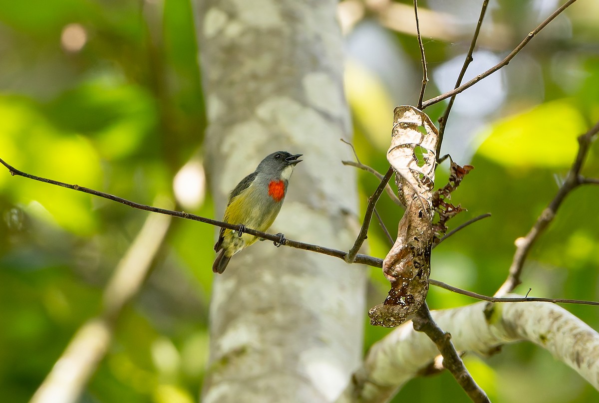 Buru Flowerpecker - ML645260799