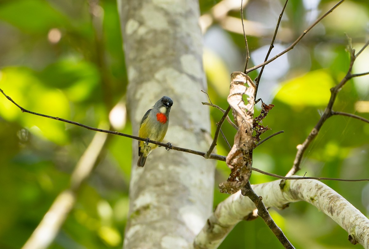 Buru Flowerpecker - ML645260800