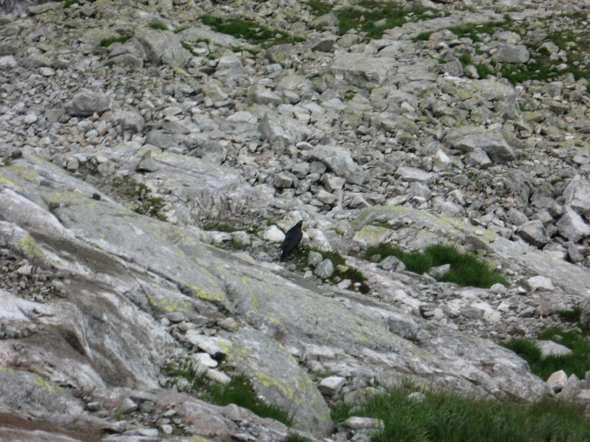 Common Raven - ML645260803