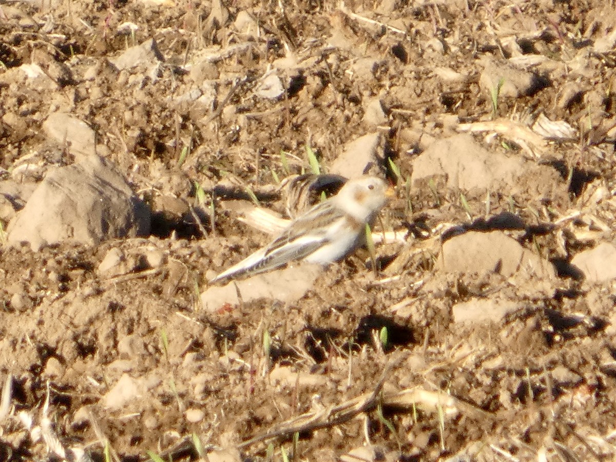 Snow Bunting - ML645260811