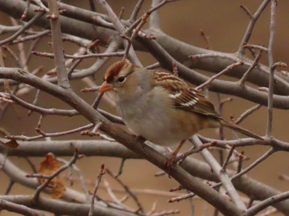 White-crowned Sparrow - ML645260812
