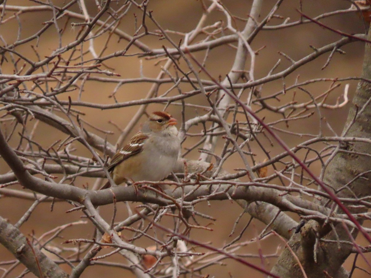 White-crowned Sparrow - ML645260813