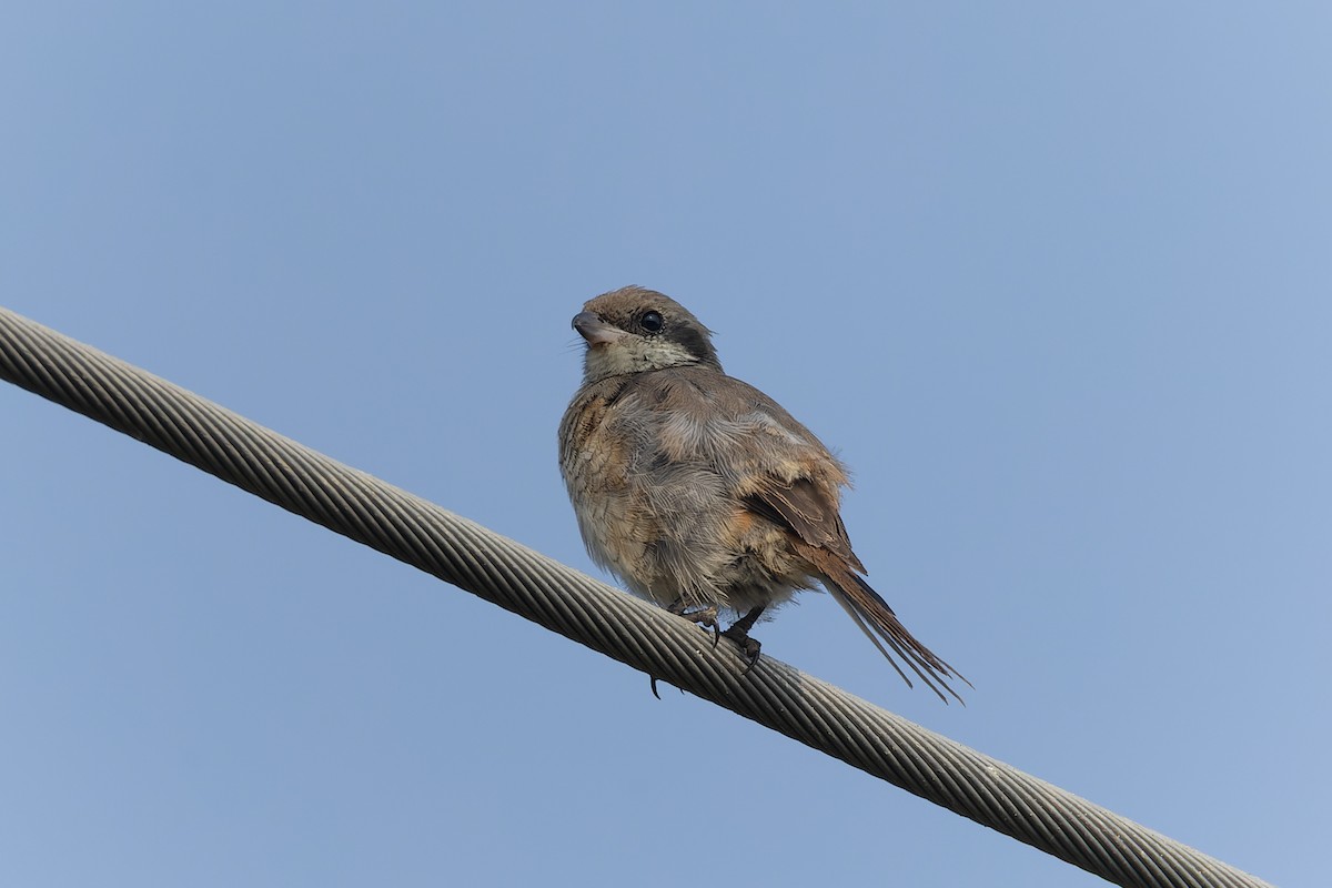 Tibetwürger - ML645260829