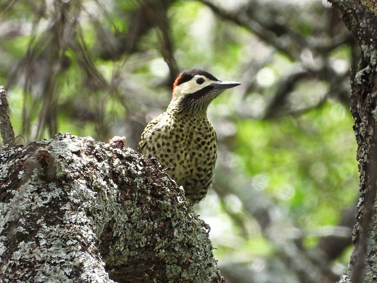 Green-barred Woodpecker - ML645260830