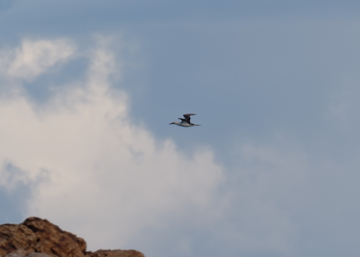 Northern Gannet - ML645260840