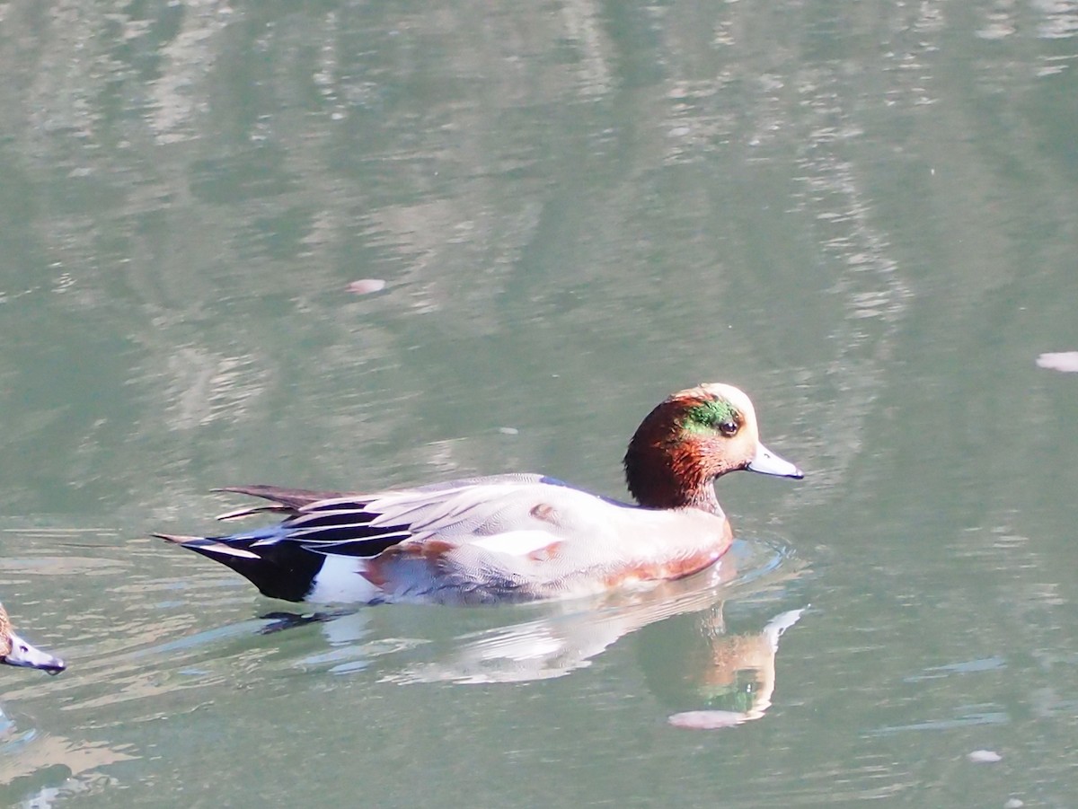 赤頸鴨x葡萄胸鴨(雜交) - ML645260850