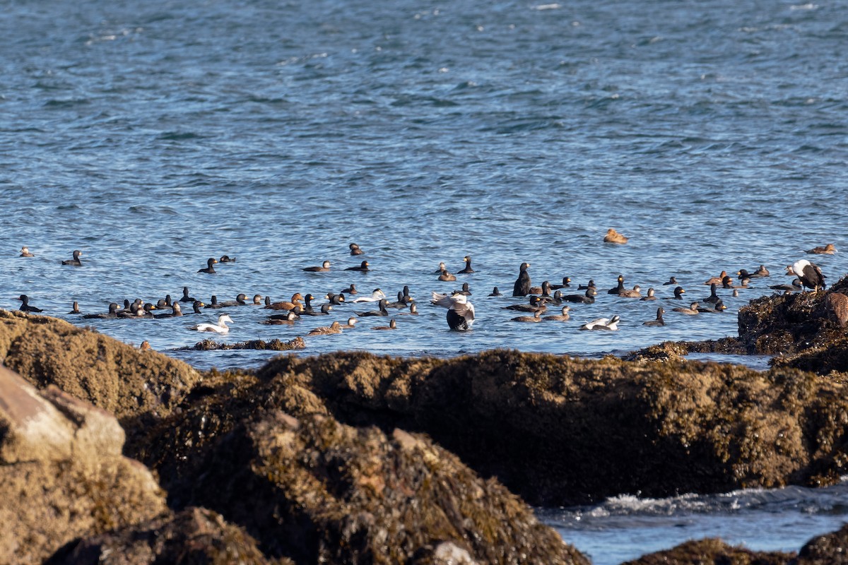 Negrón Americano - ML645260877