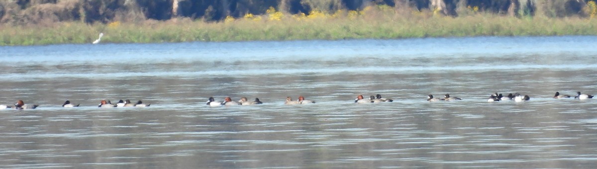 Redhead - ML645260878