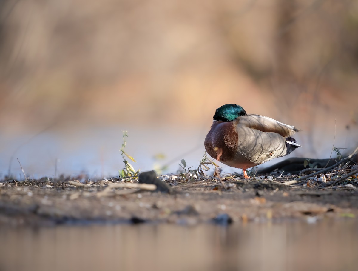 綠頭鴨 - ML645260884