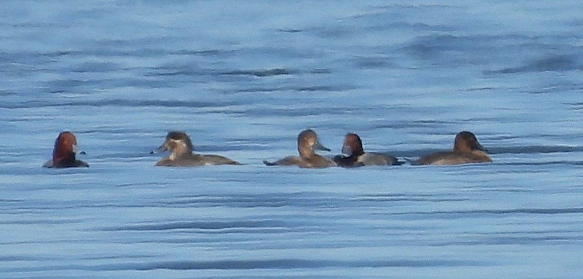 Redhead - ML645260885