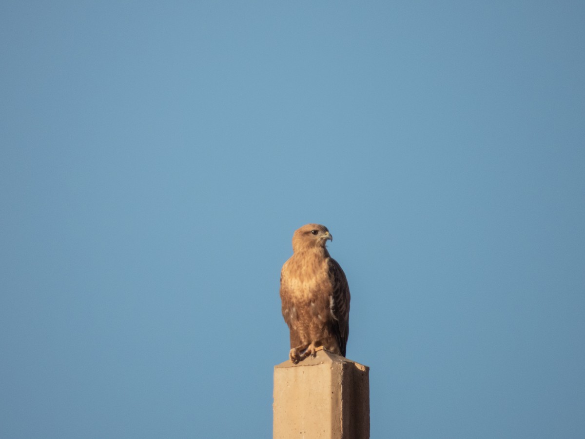 Buse féroce - ML645260894