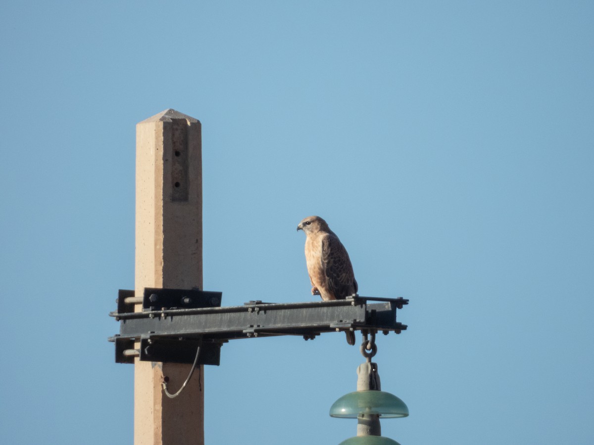 Buse féroce - ML645260895