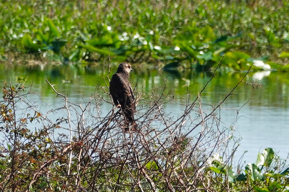 Snail Kite - ML645260901