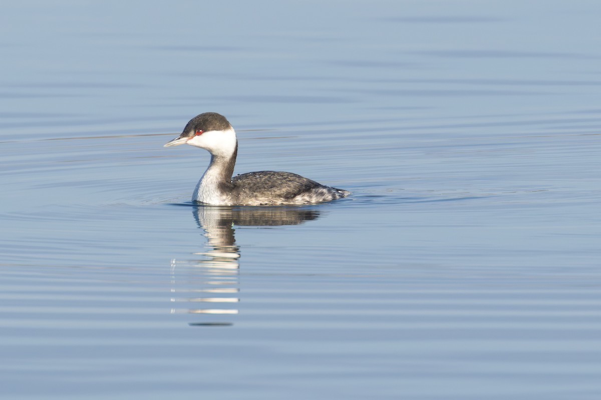 Horned Grebe - ML645260905