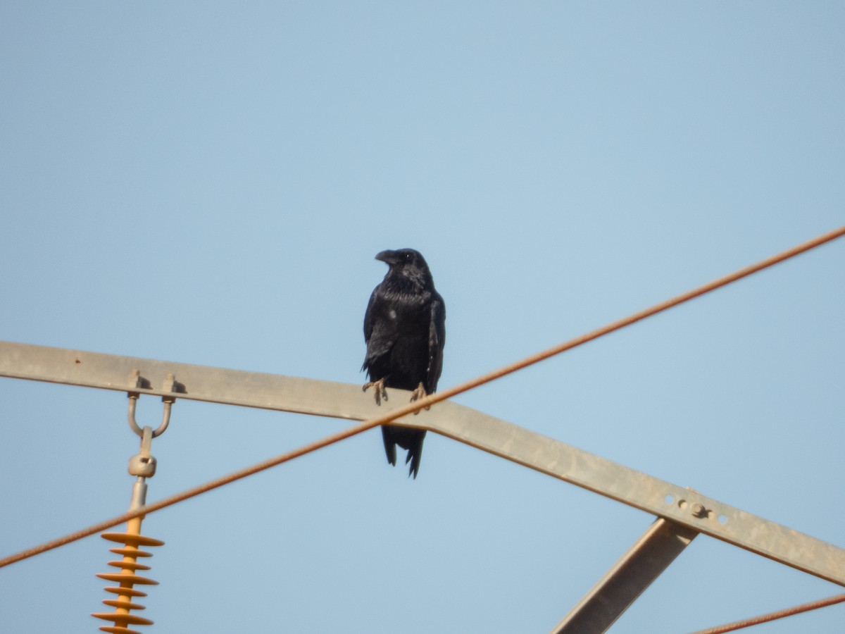 Common Raven - ML645260907