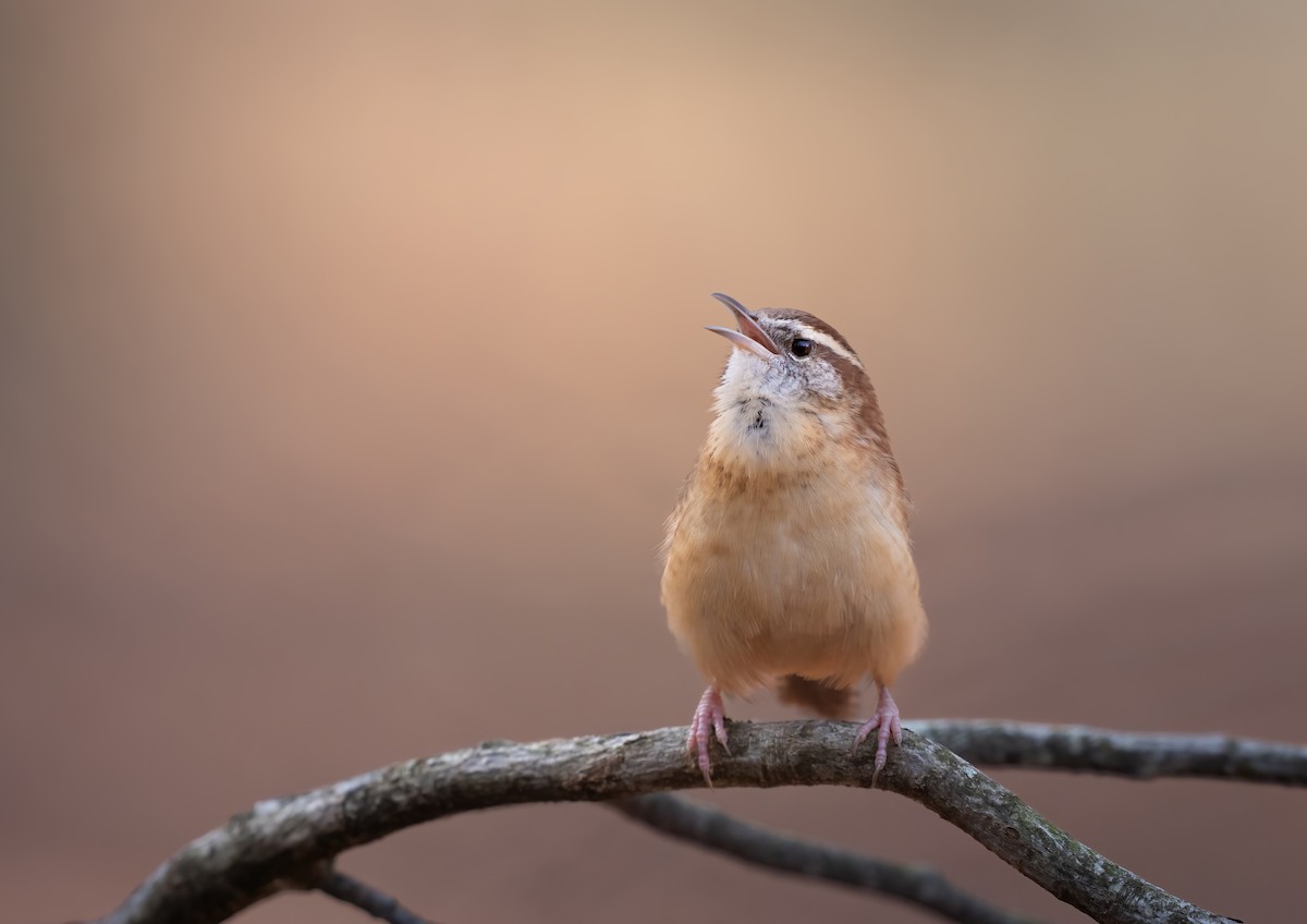 Carolina Wren - ML645260911