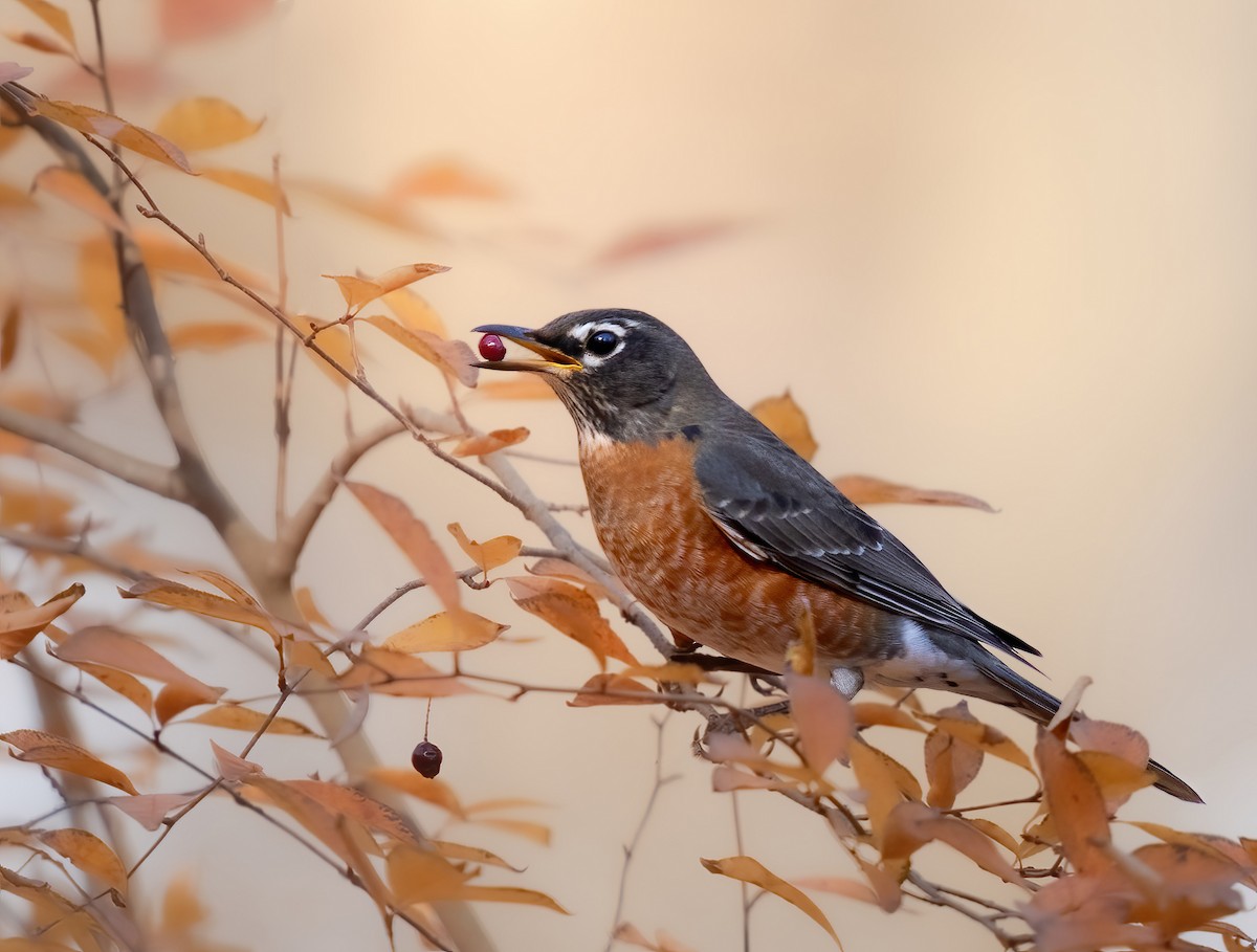 American Robin - ML645260919