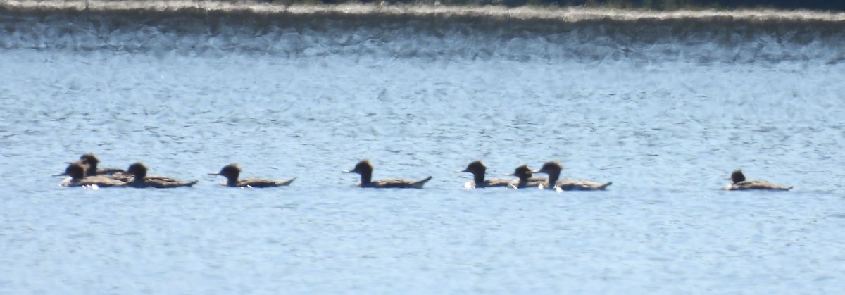 Serreta Mediana - ML645260924