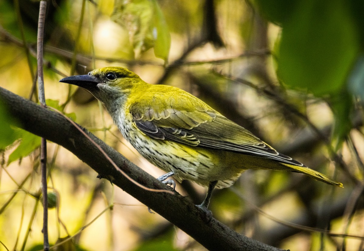 זהבן הודי - ML645260938