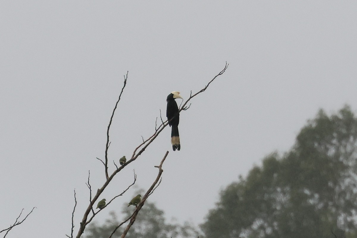 Black Hornbill - ML645260942