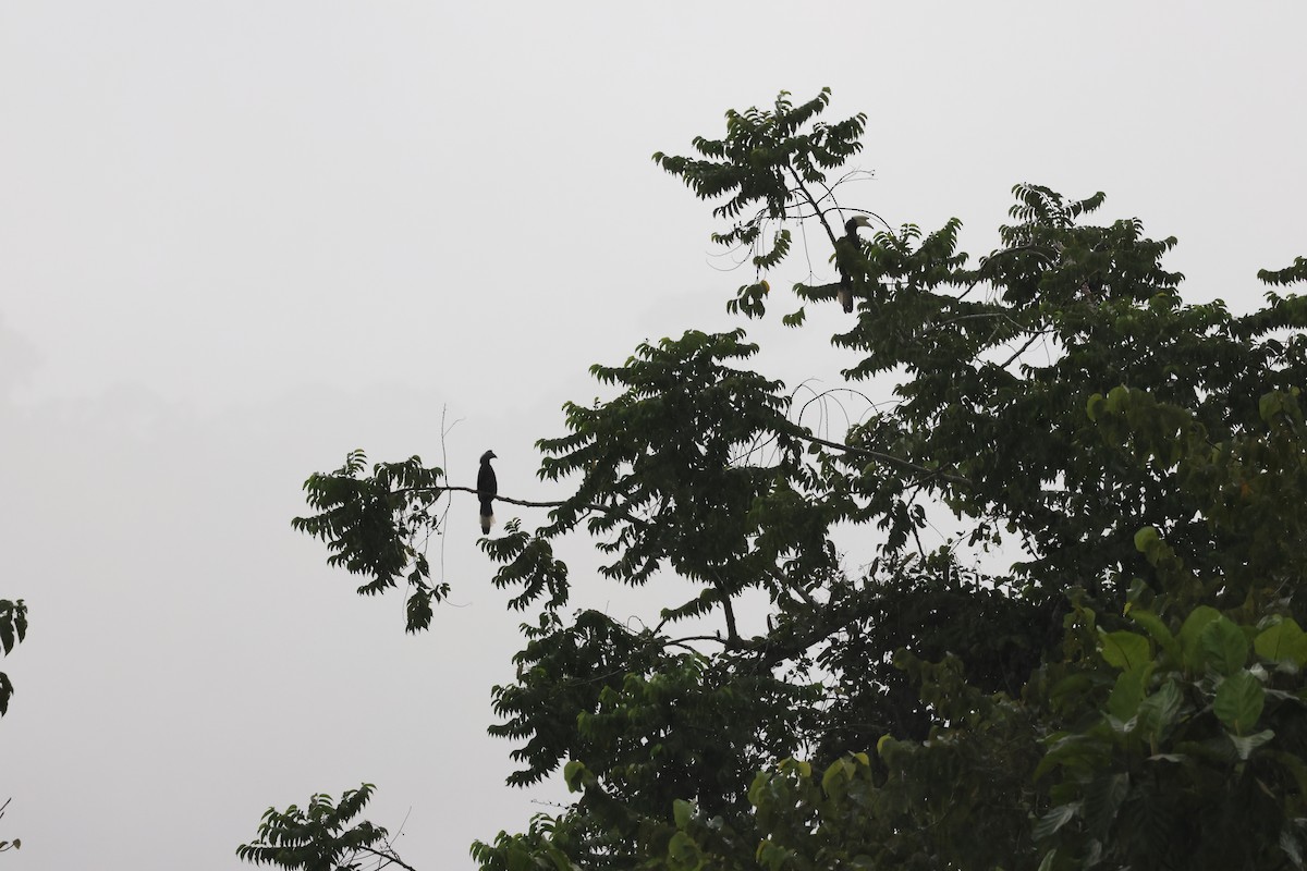 Black Hornbill - ML645260944