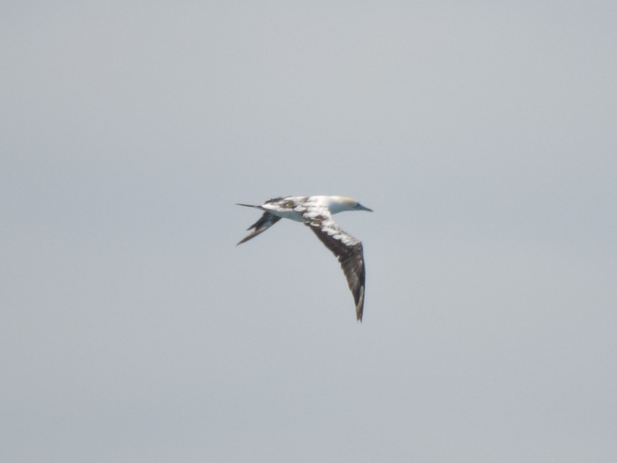 Australasian Gannet - ML645260948