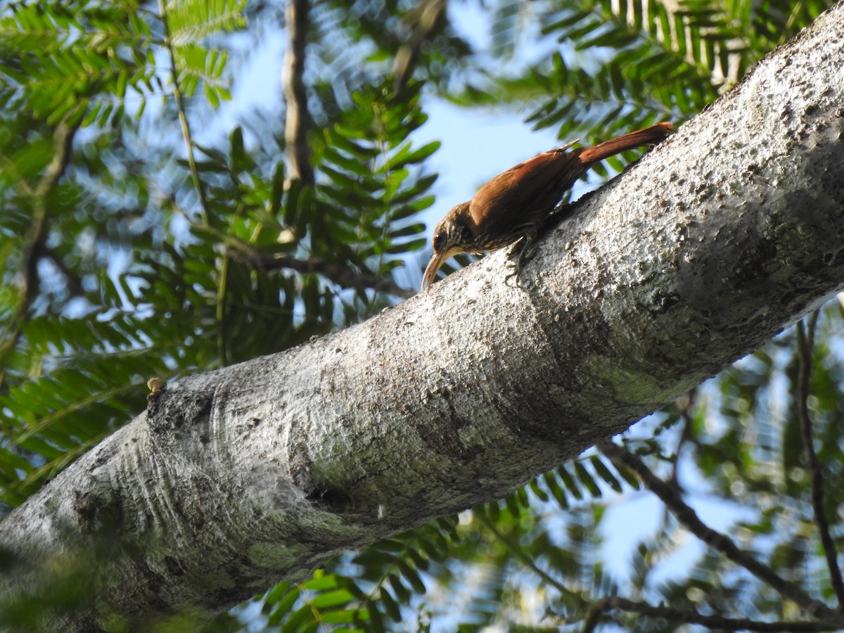 Dusky-capped Woodcreeper - ML645260959