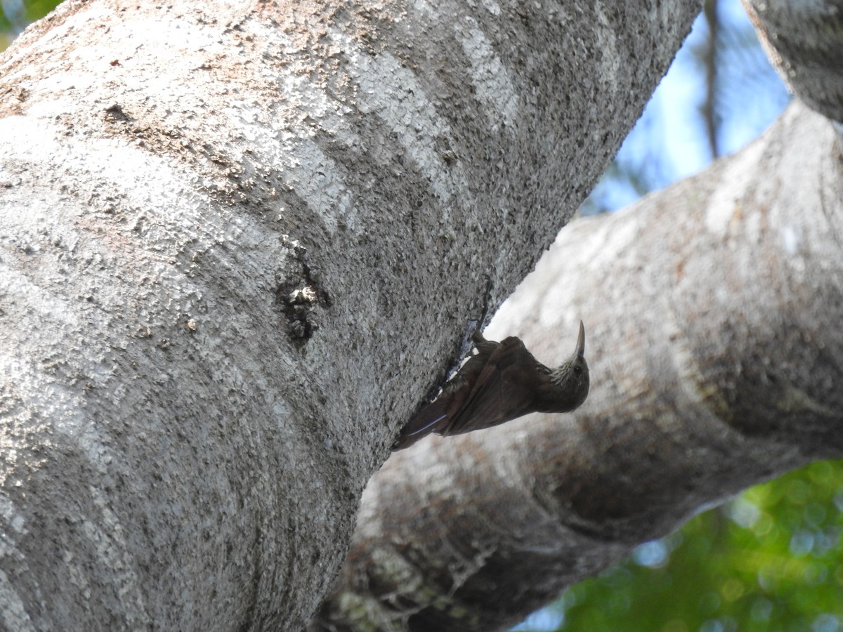 Dusky-capped Woodcreeper - ML645260960