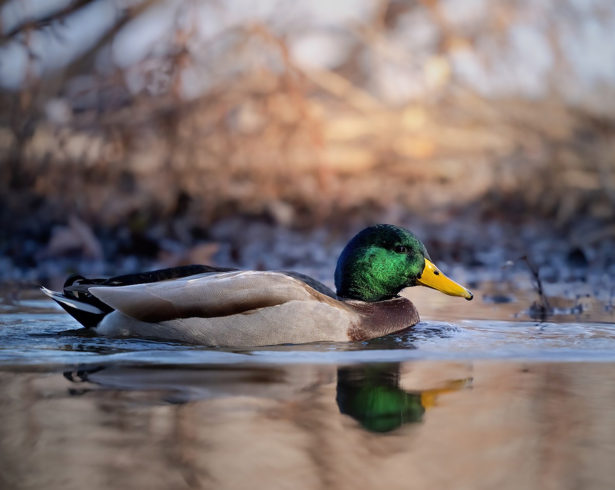 綠頭鴨 - ML645260973