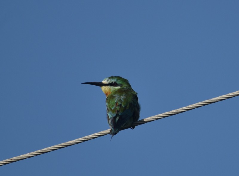 שרקרק ירוק - ML645260983