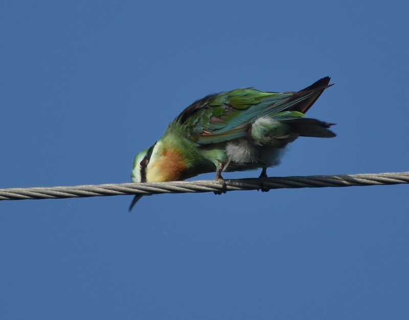 שרקרק ירוק - ML645260984