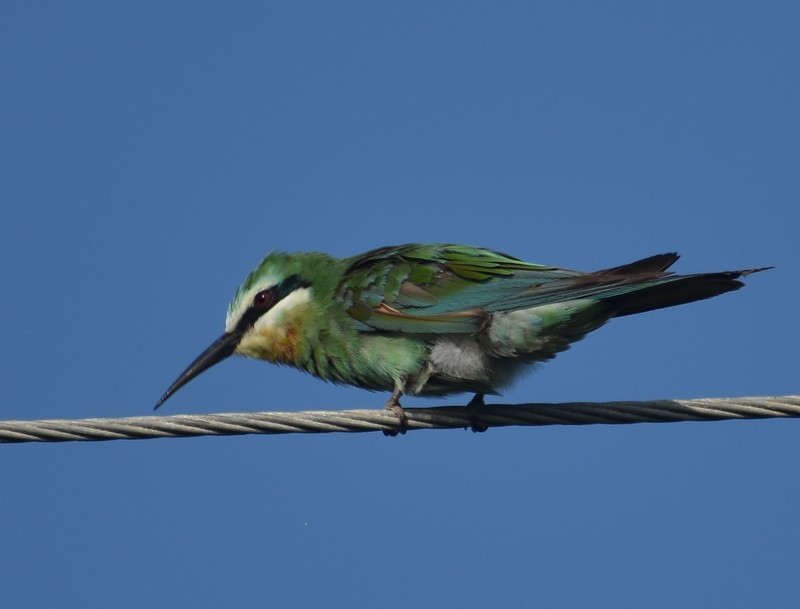 שרקרק ירוק - ML645260985