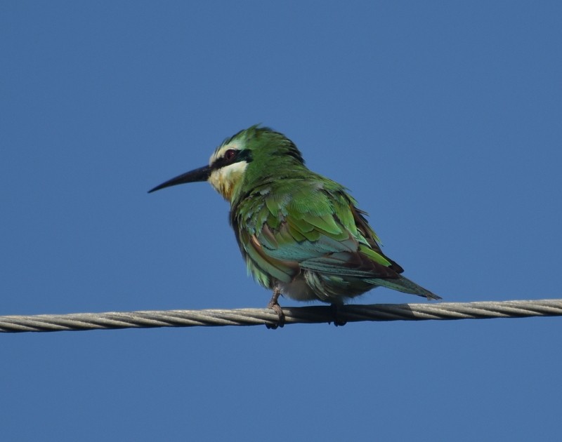 שרקרק ירוק - ML645260986
