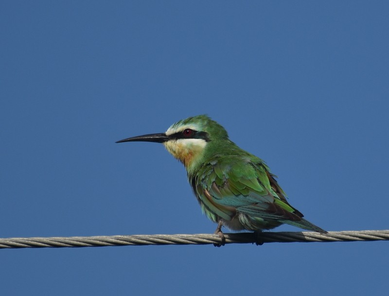 שרקרק ירוק - ML645260987